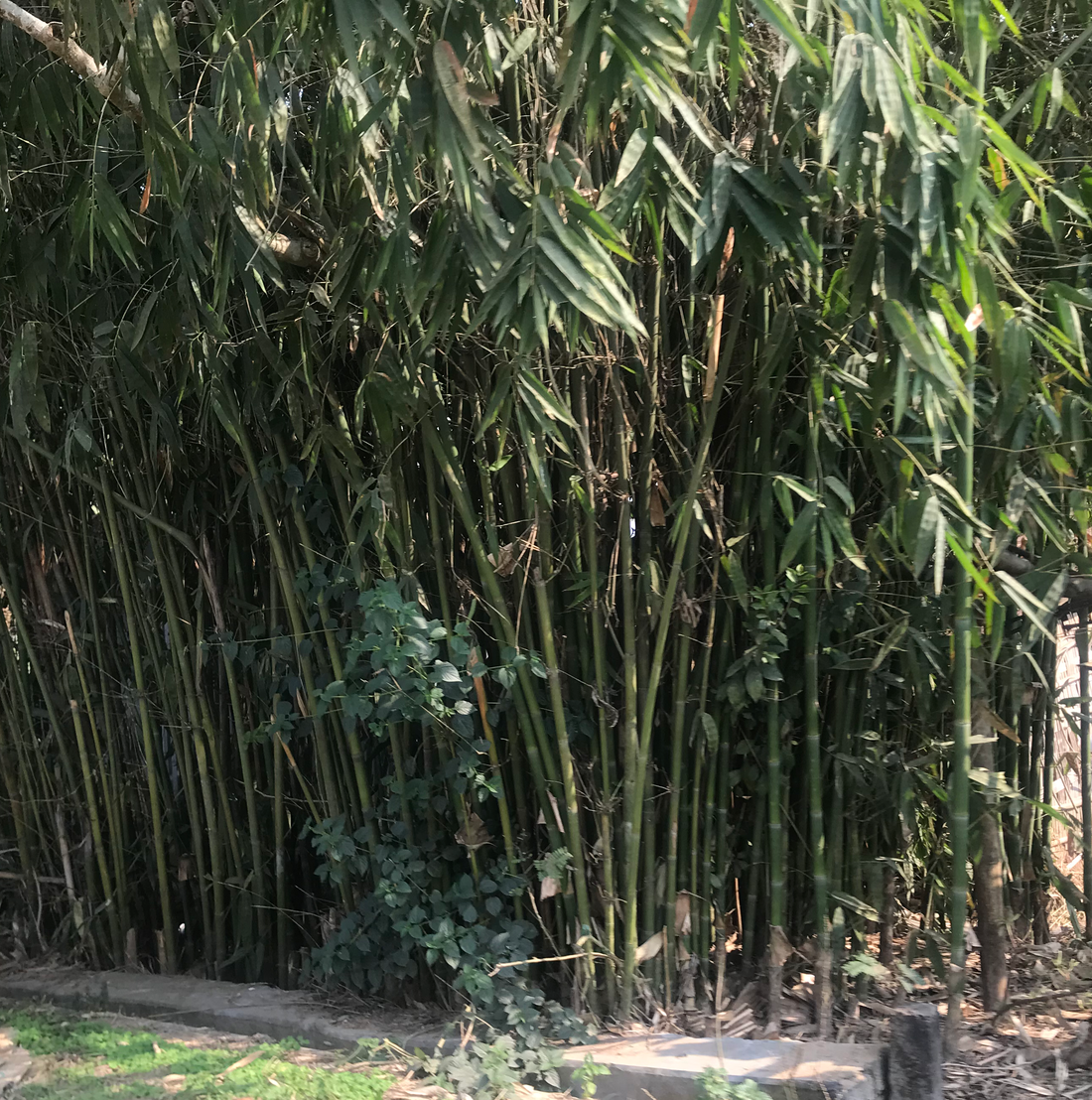 Caring for Your Bamboo Plant