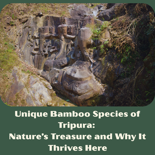 Unique Bamboo Species of Tripura: Nature’s Treasure and Why It Thrives Here