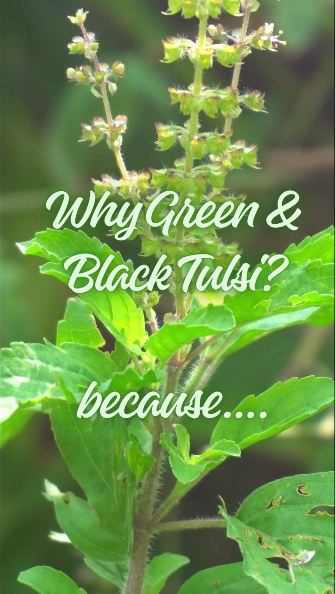 Why Green & Black Tulsi with Bamboo Leaves Tea Feels Beyond Perfect